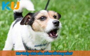 mơ thấy chó sửa