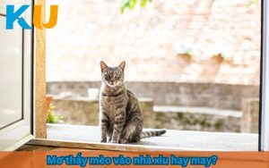 mơ thấy mèo vào nhà